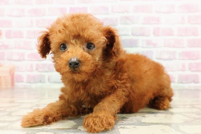 長野県のトイプードル(トイ) (Coo&RIKU松本店/2025年6月29日生まれ/男の子/レッド)の子犬の2枚目の画像