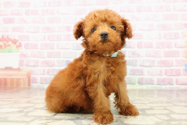 長野県のトイプードル(トイ) (Coo&RIKU松本店/2025年6月29日生まれ/男の子/レッド)の子犬の3枚目の画像