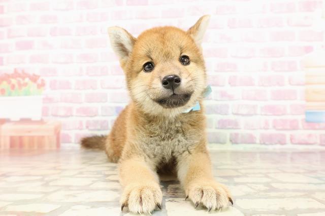 柴犬