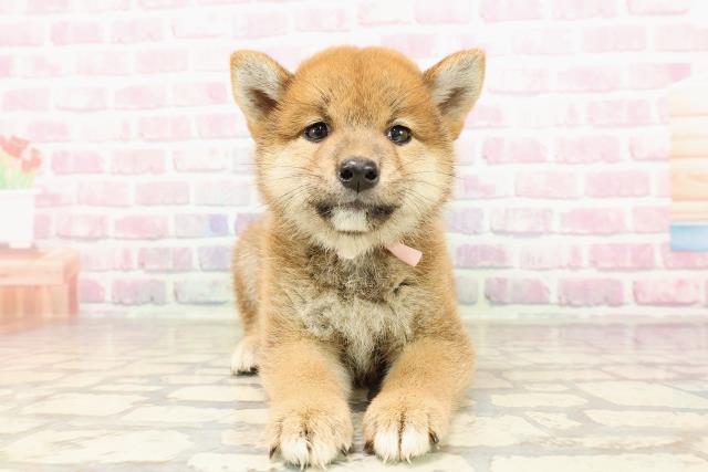 埼玉県の柴犬(標準サイズ) (Coo&RIKUアニマルケアセンター大宮/2025年6月29日生まれ/女の子/赤)の子犬の1枚目の画像