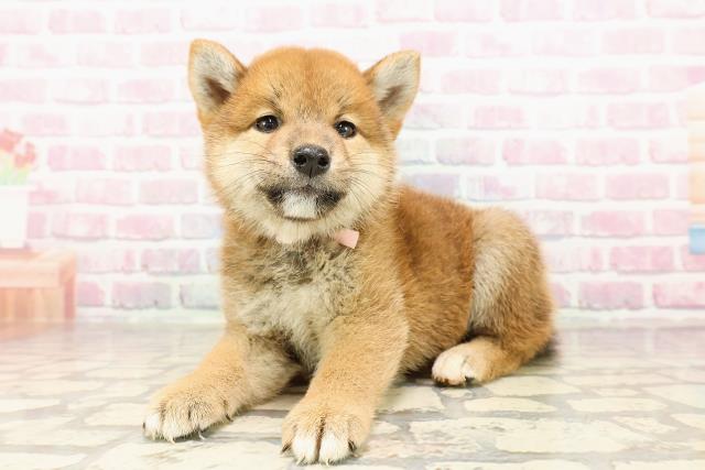 埼玉県の柴犬(標準サイズ) (Coo&RIKUアニマルケアセンター大宮/2025年6月29日生まれ/女の子/赤)の子犬の2枚目の画像