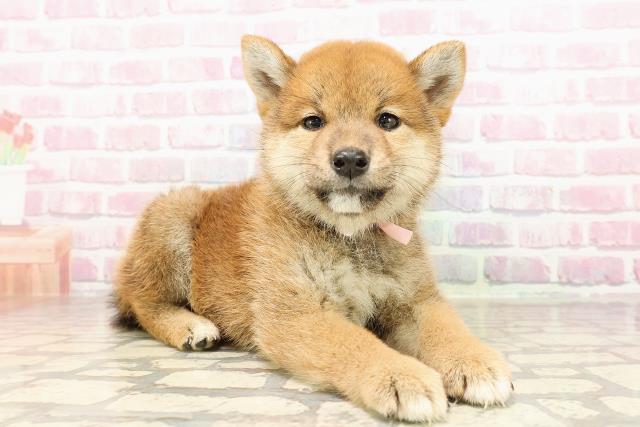 埼玉県の柴犬(標準サイズ) (Coo&RIKUアニマルケアセンター大宮/2025年6月29日生まれ/女の子/赤)の子犬の3枚目の画像