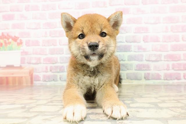 埼玉県の柴犬(標準サイズ) (Coo&RIKUアニマルケアセンター大宮/2025年6月29日生まれ/女の子/赤)の子犬の1枚目の画像