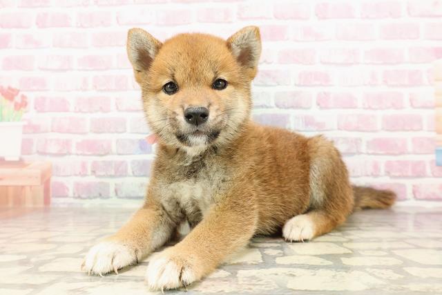埼玉県の柴犬(標準サイズ) (Coo&RIKUアニマルケアセンター大宮/2025年6月29日生まれ/女の子/赤)の子犬の2枚目の画像