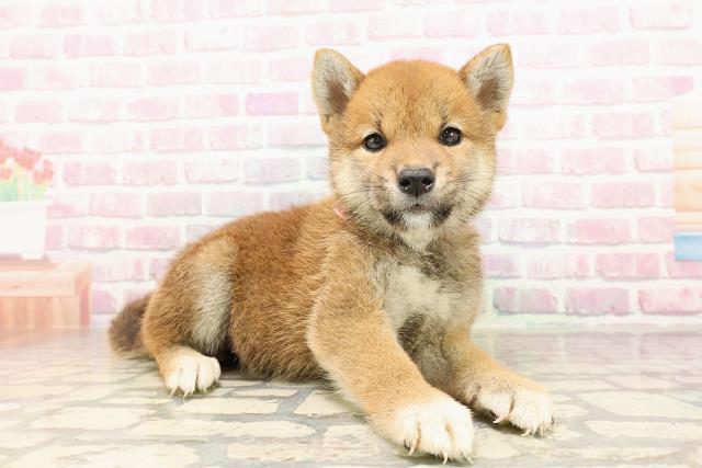 埼玉県の柴犬(標準サイズ) (Coo&RIKUアニマルケアセンター大宮/2025年6月29日生まれ/女の子/赤)の子犬の3枚目の画像