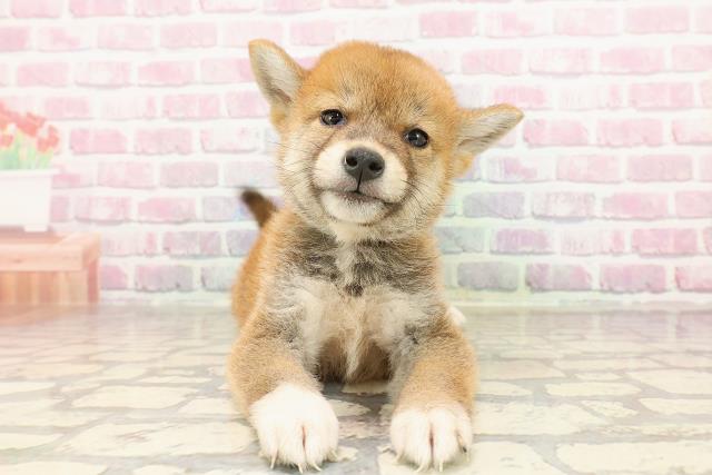 柴犬