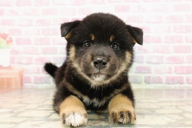 柴犬