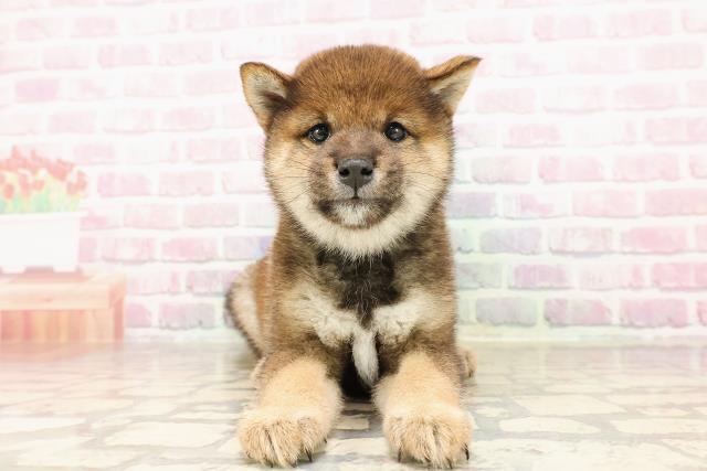 埼玉県の柴犬(標準サイズ) (Coo&RIKUアニマルケアセンター大宮/2025年6月30日生まれ/女の子/胡麻)の子犬の1枚目の画像
