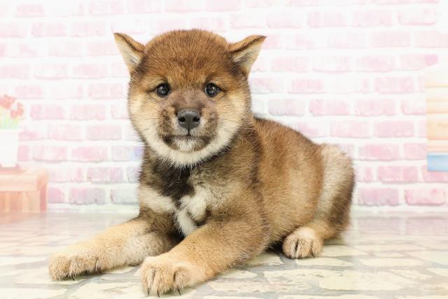 埼玉県の柴犬(標準サイズ) (Coo&RIKUアニマルケアセンター大宮/2025年6月30日生まれ/女の子/胡麻)の子犬の2枚目の画像