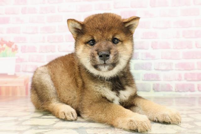 埼玉県の柴犬(標準サイズ) (Coo&RIKUアニマルケアセンター大宮/2025年6月30日生まれ/女の子/胡麻)の子犬の3枚目の画像