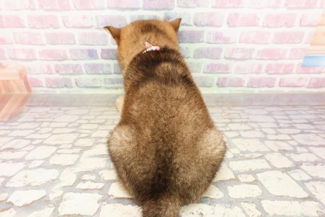 埼玉県の柴犬(標準サイズ) (Coo&RIKUアニマルケアセンター大宮/2025年6月30日生まれ/女の子/胡麻)の子犬の4枚目の画像