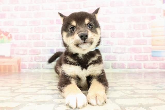 埼玉県の豆柴 (Coo&RIKUアニマルケアセンター大宮/2025年6月28日生まれ/男の子/黒)の子犬の1枚目の画像