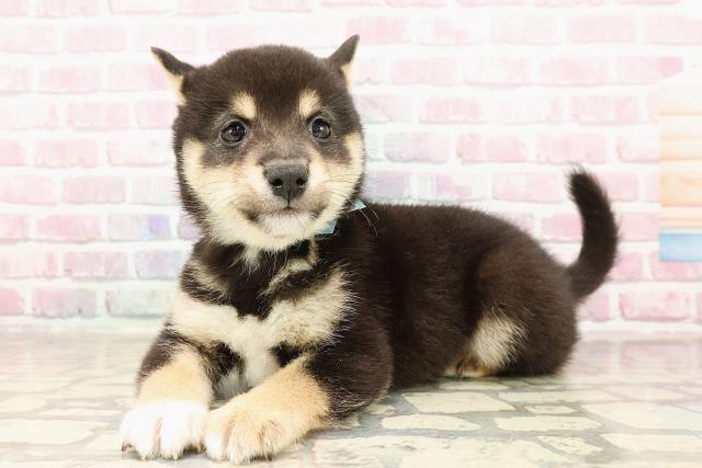 埼玉県の豆柴 (Coo&RIKUアニマルケアセンター大宮/2025年6月28日生まれ/男の子/黒)の子犬の2枚目の画像