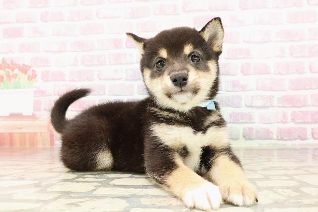埼玉県の豆柴 (Coo&RIKUアニマルケアセンター大宮/2025年6月28日生まれ/男の子/黒)の子犬の3枚目の画像