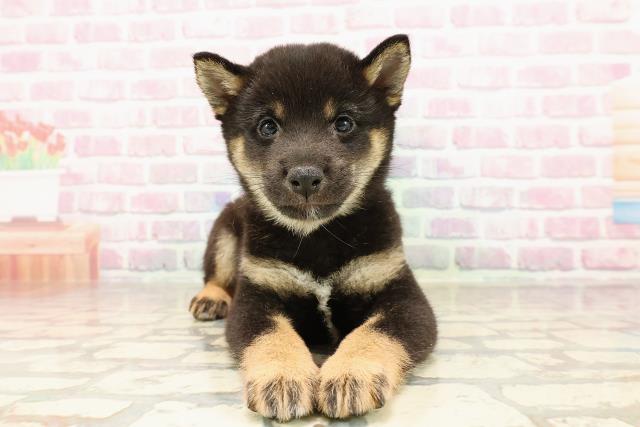 埼玉県の豆柴 (Coo&RIKUアニマルケアセンター大宮/2025年6月28日生まれ/男の子/黒)の子犬の1枚目の画像