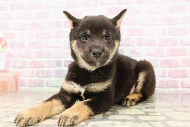 埼玉県の豆柴 (Coo&RIKUアニマルケアセンター大宮/2025年6月28日生まれ/男の子/黒)の子犬の2枚目の画像
