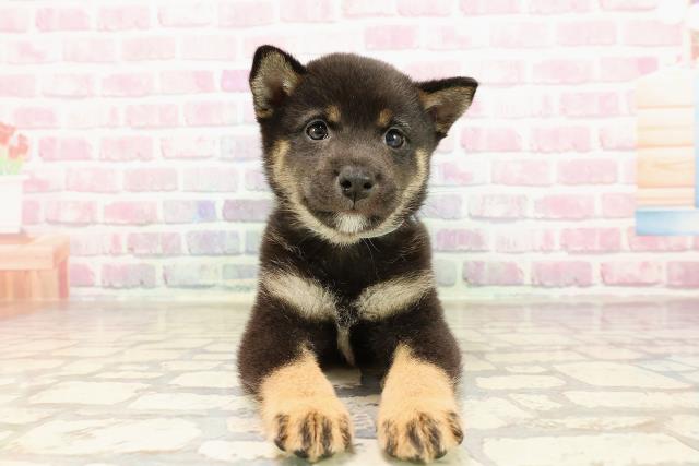 東京都の豆柴 (Coo&RIKU広尾店/2025年6月28日生まれ/男の子/黒)の子犬