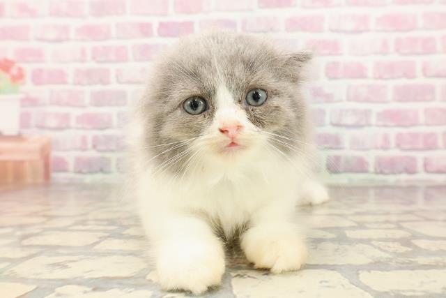 東京都のスコティッシュフォールド (Coo&RIKU三軒茶屋店/2025年6月25日生まれ/男の子/ブルーホワイト)の子猫の1枚目の画像
