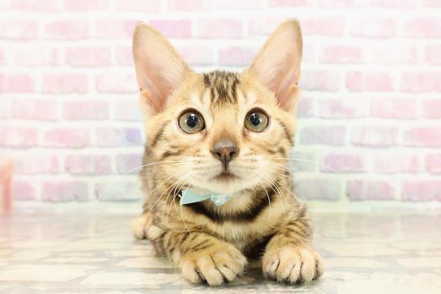 東京都のベンガル (Coo&RIKU赤坂店/2025年6月24日生まれ/男の子/ブラウンスポットタビー)の子猫