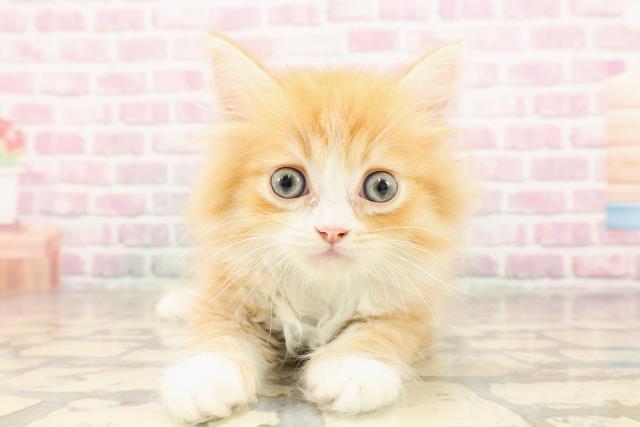 東京都のミヌエット (Coo&RIKU高円寺店/2025年6月27日生まれ/男の子/レッドタビーホワイト)の子猫の1枚目の画像