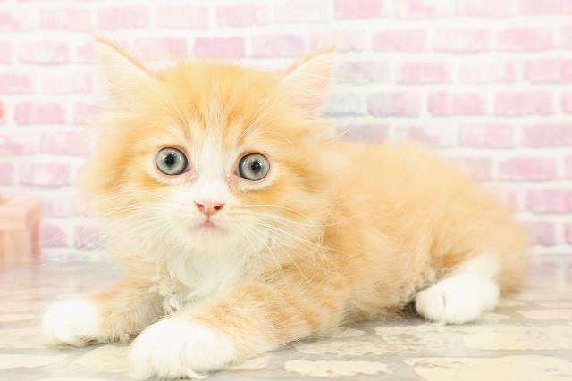 東京都のミヌエット (Coo&RIKU高円寺店/2025年6月27日生まれ/男の子/レッドタビーホワイト)の子猫の2枚目の画像
