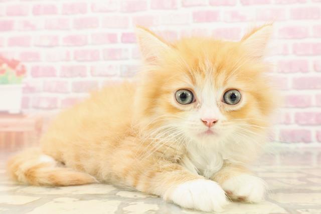 東京都のミヌエット (Coo&RIKU高円寺店/2025年6月27日生まれ/男の子/レッドタビーホワイト)の子猫の3枚目の画像