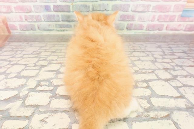 東京都のミヌエット (Coo&RIKU高円寺店/2025年6月27日生まれ/男の子/レッドタビーホワイト)の子猫の4枚目の画像