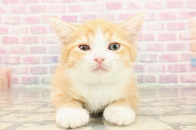 東京都のミヌエット (Coo&RIKU浅草店/2025年6月27日生まれ/男の子/レッドタビーホワイト)の子猫の1枚目の画像
