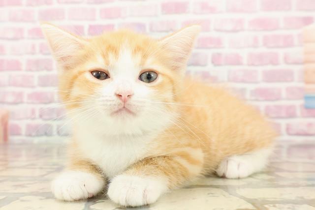 東京都のミヌエット (Coo&RIKU浅草店/2025年6月27日生まれ/男の子/レッドタビーホワイト)の子猫の2枚目の画像