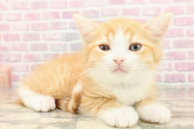 東京都のミヌエット (Coo&RIKU浅草店/2025年6月27日生まれ/男の子/レッドタビーホワイト)の子猫の3枚目の画像