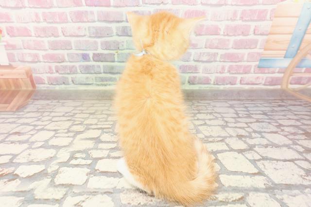 東京都のミヌエット (Coo&RIKU浅草店/2025年6月27日生まれ/男の子/レッドタビーホワイト)の子猫の4枚目の画像