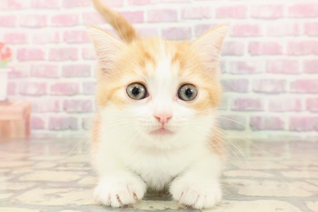 東京都のミヌエット (Coo&RIKU大久保店/2025年6月27日生まれ/女の子/レッドタビーホワイト)の子猫の1枚目の画像