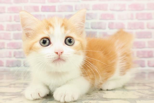 東京都のミヌエット (Coo&RIKU大久保店/2025年6月27日生まれ/女の子/レッドタビーホワイト)の子猫の2枚目の画像