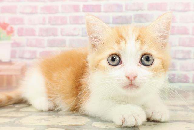 東京都のミヌエット (Coo&RIKU大久保店/2025年6月27日生まれ/女の子/レッドタビーホワイト)の子猫の3枚目の画像