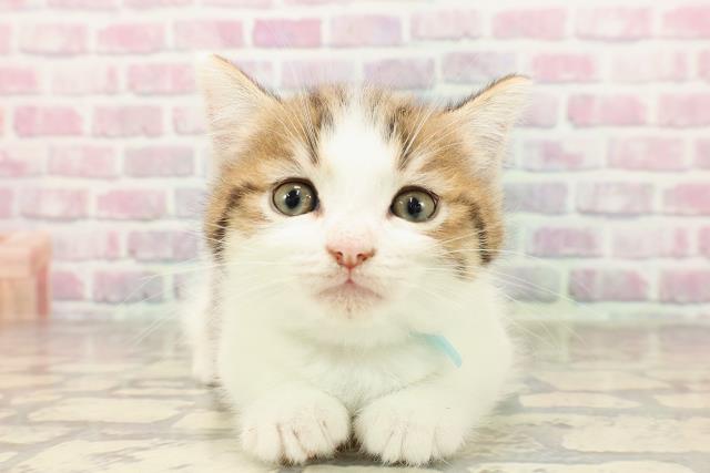 東京都のミヌエット (Coo&RIKU広尾店/2025年6月27日生まれ/男の子/ブラウンタビーホワイト)の子猫の1枚目の画像