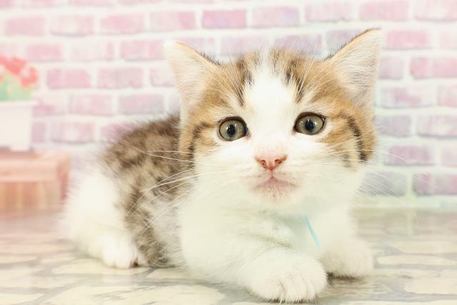 東京都のミヌエット (Coo&RIKU広尾店/2025年6月27日生まれ/男の子/ブラウンタビーホワイト)の子猫の3枚目の画像