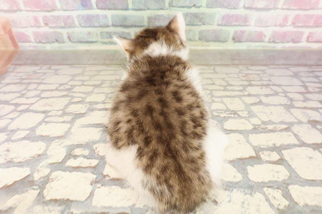 東京都のミヌエット (Coo&RIKU広尾店/2025年6月27日生まれ/男の子/ブラウンタビーホワイト)の子猫の4枚目の画像