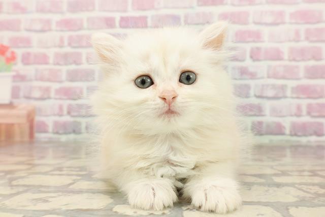 沖縄県のマンチカン (Coo&RIKU沖縄浦添店/2025年6月30日生まれ/女の子/クリームタビー)の子猫
