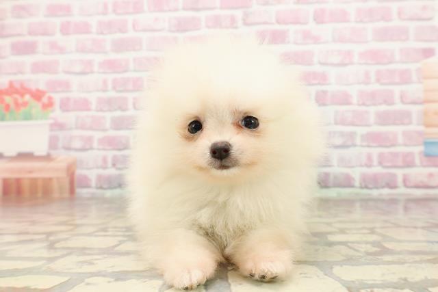 埼玉県のポメラニアン (Coo&RIKUアニマルケアセンター大宮/2025年7月1日生まれ/男の子/クリーム)の子犬の1枚目の画像