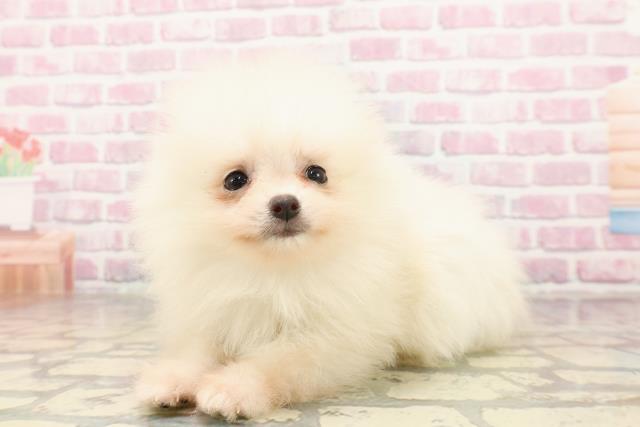 埼玉県のポメラニアン (Coo&RIKUアニマルケアセンター大宮/2025年7月1日生まれ/男の子/クリーム)の子犬の2枚目の画像