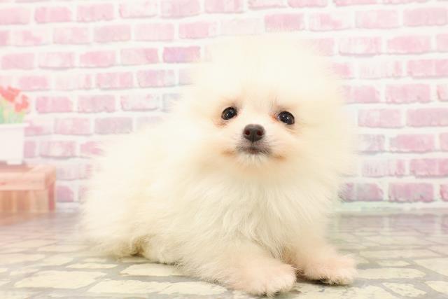 埼玉県のポメラニアン (Coo&RIKUアニマルケアセンター大宮/2025年7月1日生まれ/男の子/クリーム)の子犬の3枚目の画像