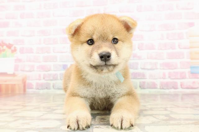 埼玉県の柴犬(標準サイズ) (Coo&RIKUアニマルケアセンター大宮/2025年7月1日生まれ/男の子/赤)の子犬の1枚目の画像