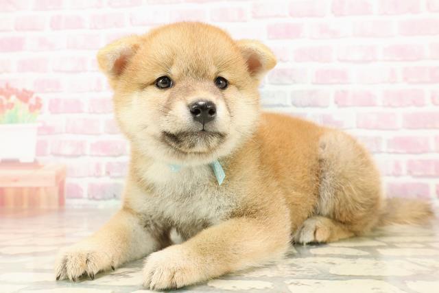 埼玉県の柴犬(標準サイズ) (Coo&RIKUアニマルケアセンター大宮/2025年7月1日生まれ/男の子/赤)の子犬の2枚目の画像