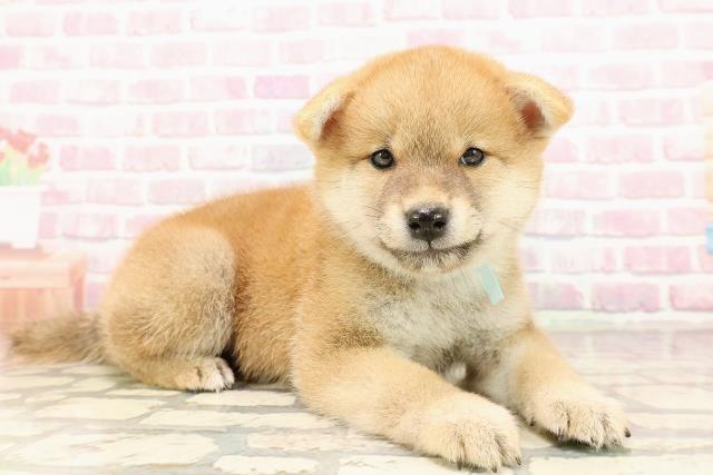 埼玉県の柴犬(標準サイズ) (Coo&RIKUアニマルケアセンター大宮/2025年7月1日生まれ/男の子/赤)の子犬の3枚目の画像