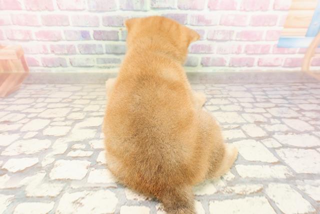 埼玉県の柴犬(標準サイズ) (Coo&RIKUアニマルケアセンター大宮/2025年7月1日生まれ/男の子/赤)の子犬の4枚目の画像