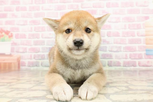 柴犬