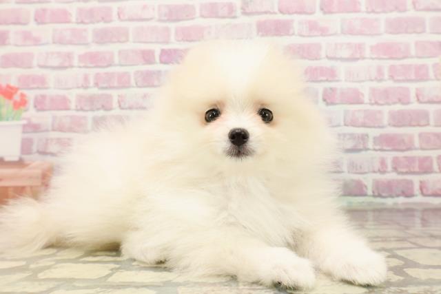 東京都のポメラニアン (Coo&RIKU吉祥寺店/2025年6月30日生まれ/女の子/クリームホワイト)の子犬の3枚目の画像