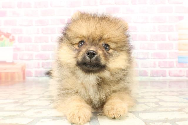 神奈川県のポメラニアン (Coo&RIKU秦野店/2025年6月30日生まれ/女の子/オレンジセーブル)の子犬の1枚目の画像