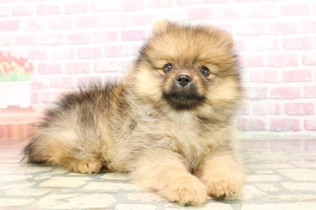 神奈川県のポメラニアン (Coo&RIKU秦野店/2025年6月30日生まれ/女の子/オレンジセーブル)の子犬の3枚目の画像