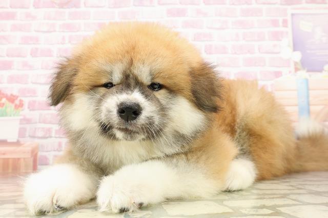 埼玉県の秋田犬 (Coo&RIKUアニマルケアセンター大宮/2025年6月24日生まれ/男の子/赤)の子犬の2枚目の画像